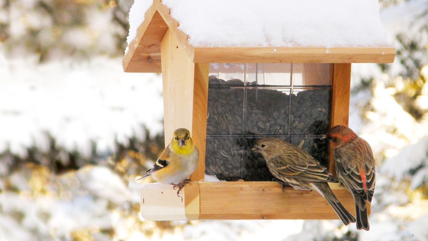 Heath hopper style feeder with birds