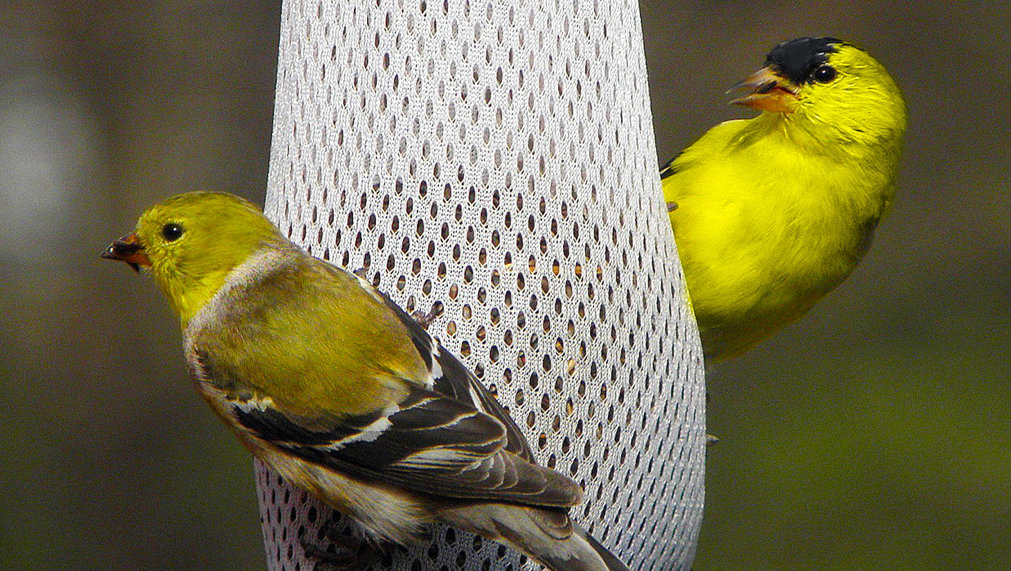 Yellow finch eating seed and hanging onto a Nyjer seed filled feeding sock
