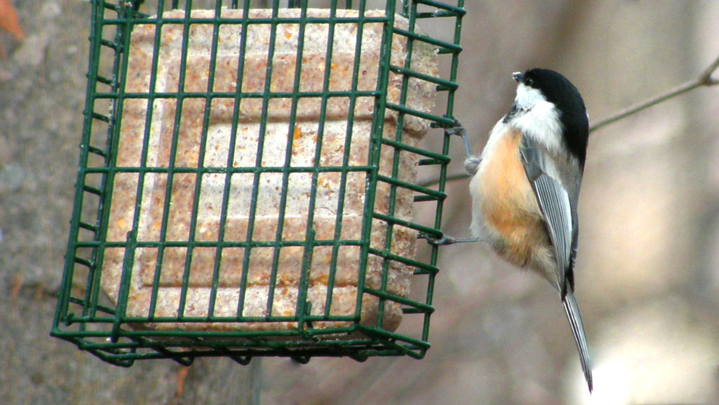 Chickadee at a green suet cage eating suet from inside cage