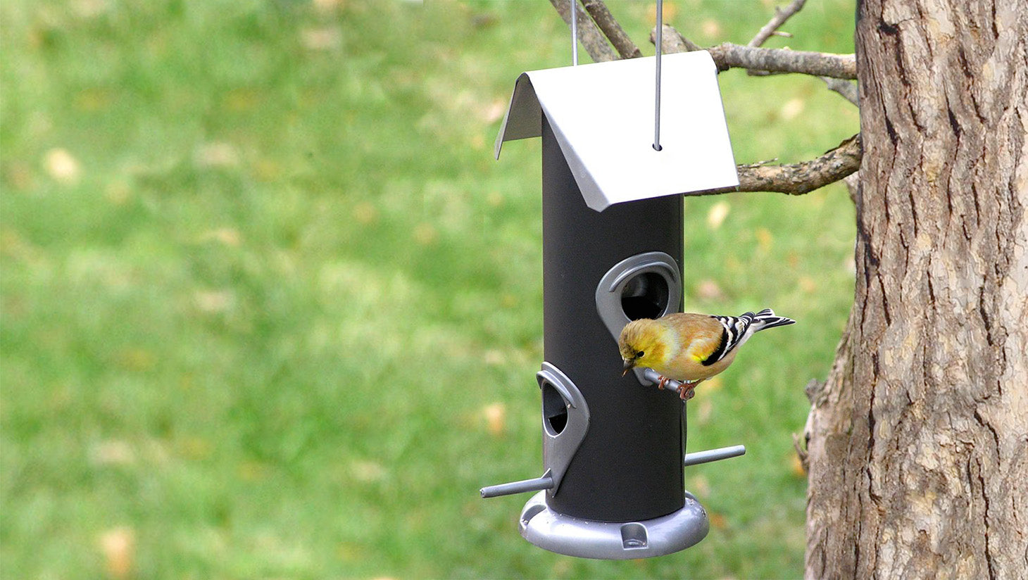 Small yellow finch at hanging black tube feeder