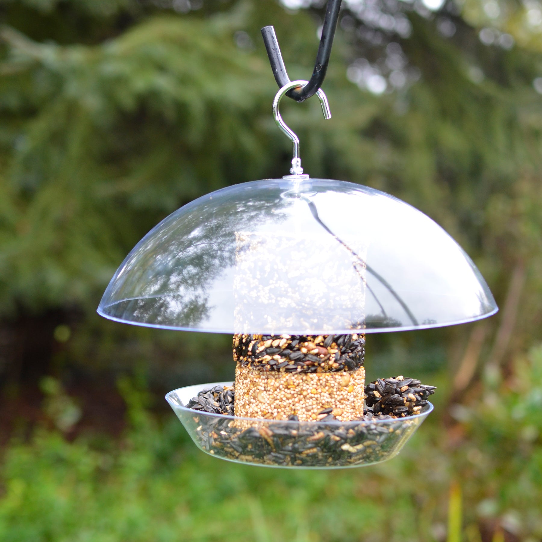 bluebird feeder