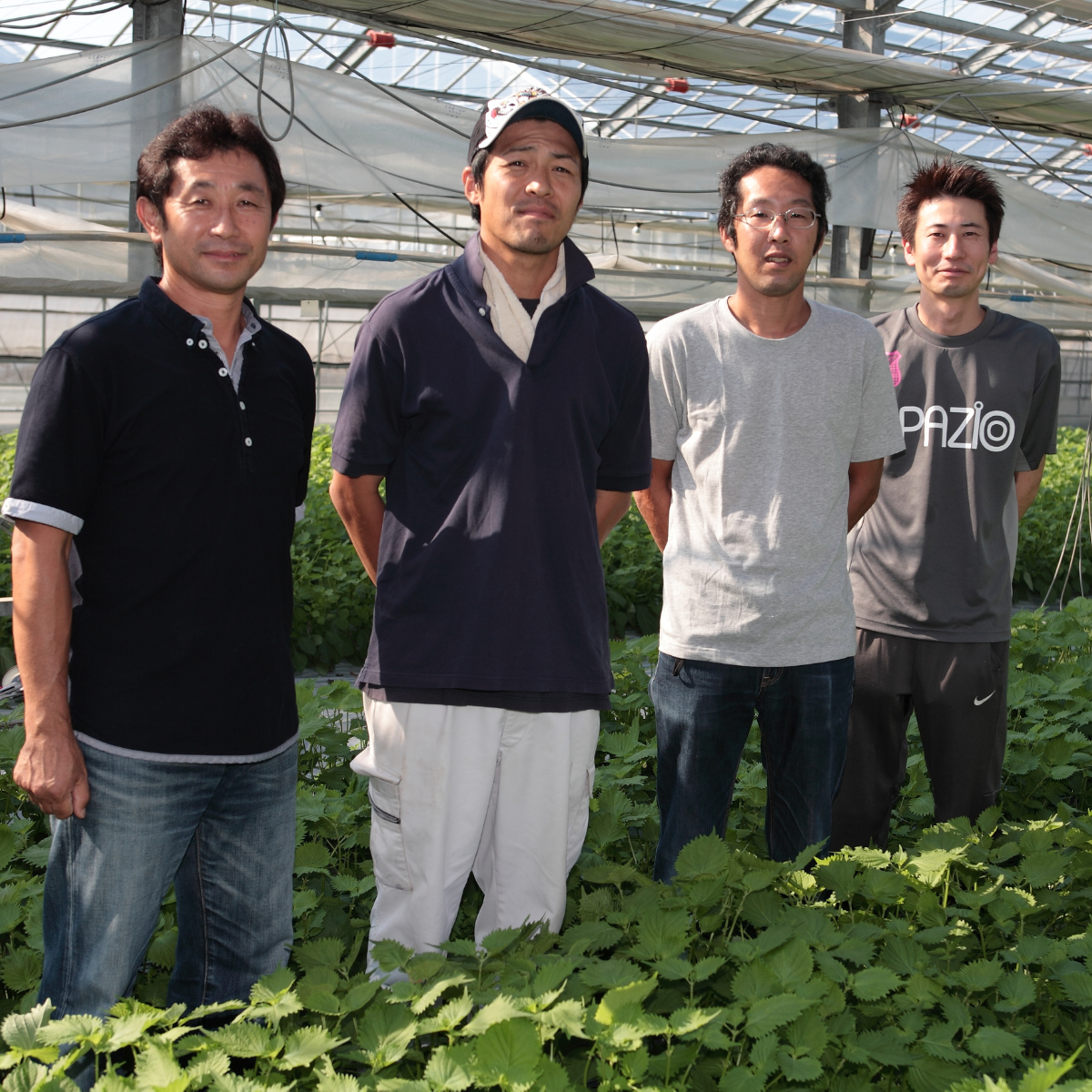 Four farmers standing in shiso fields