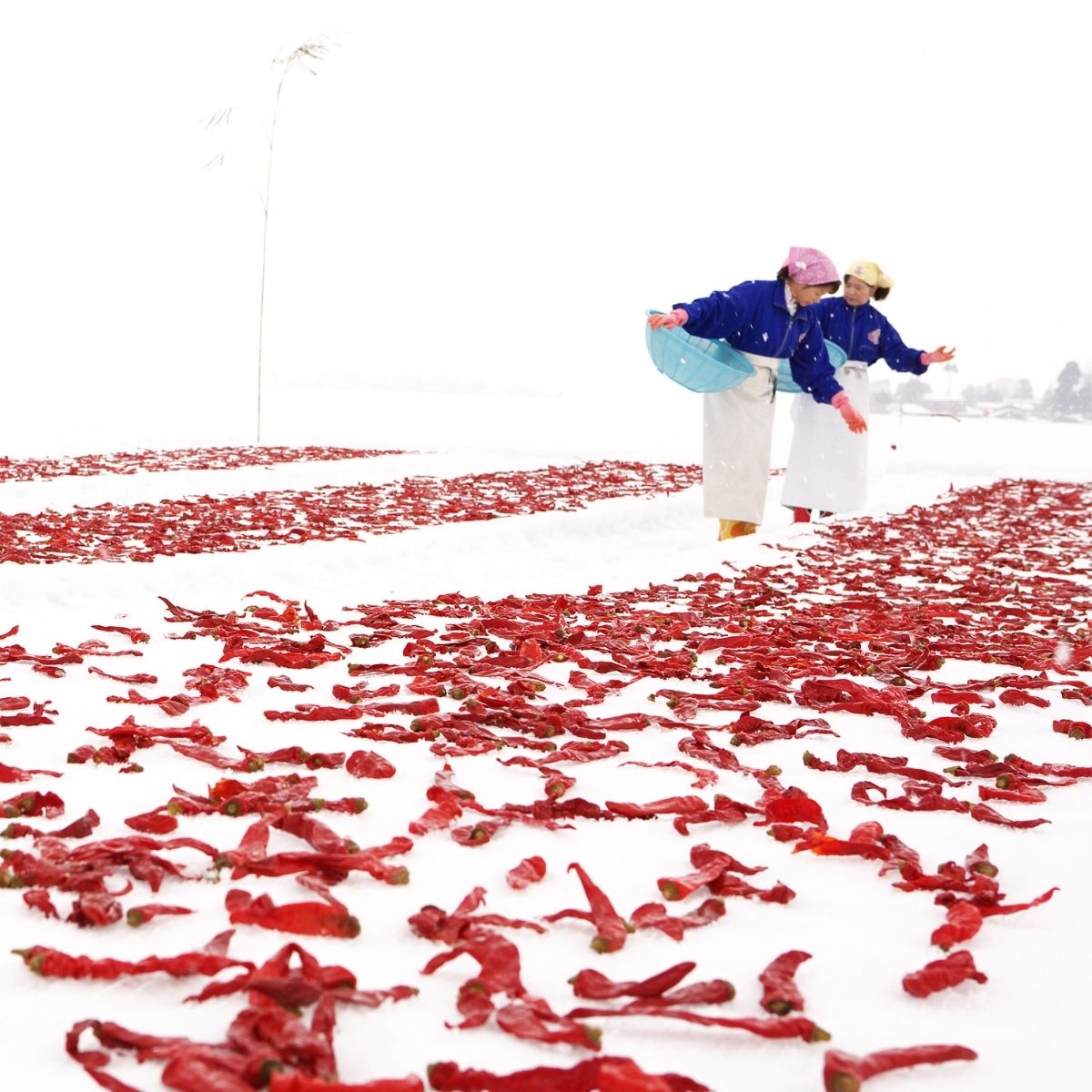 Women throwing chili peppers onto snow field