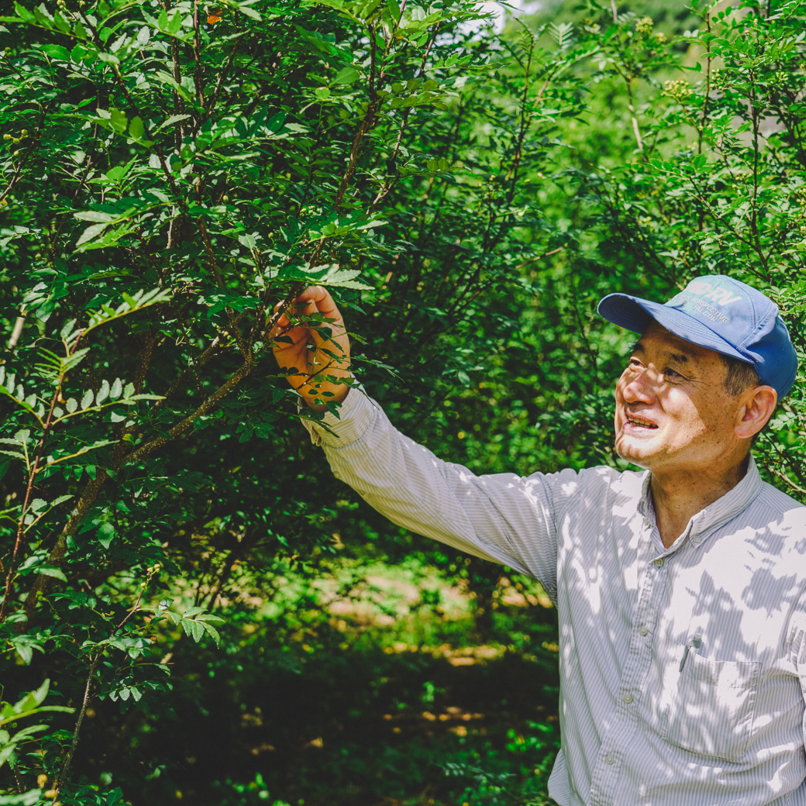 Farmer picking sansho peppercorn from sansho tree