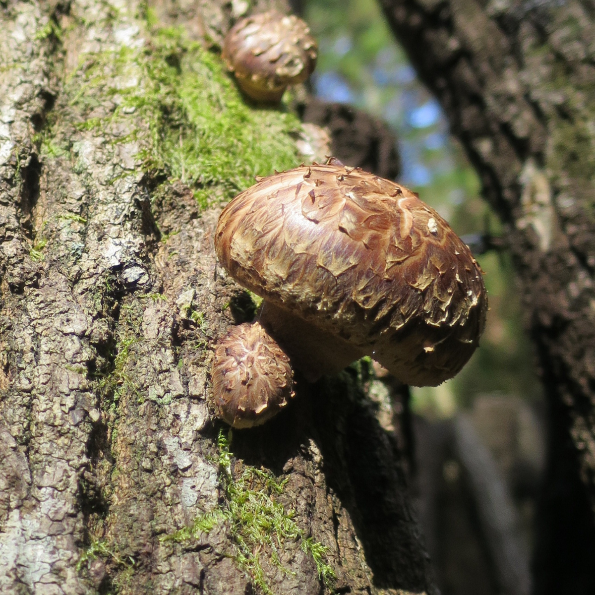 Shiitake mushrooms growing on sawtooth oak trees