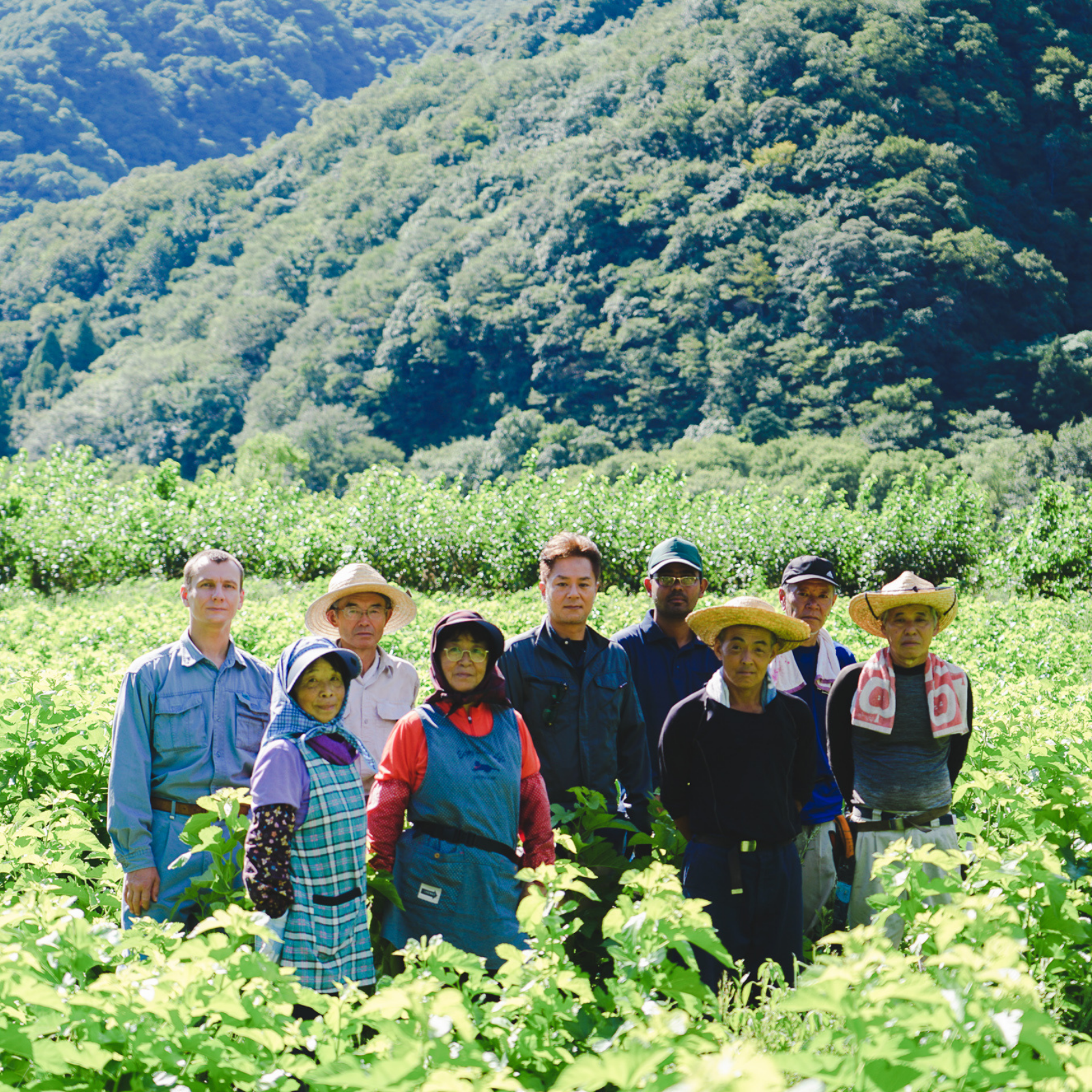 Nine farmers standing in the middle of mulberry fields