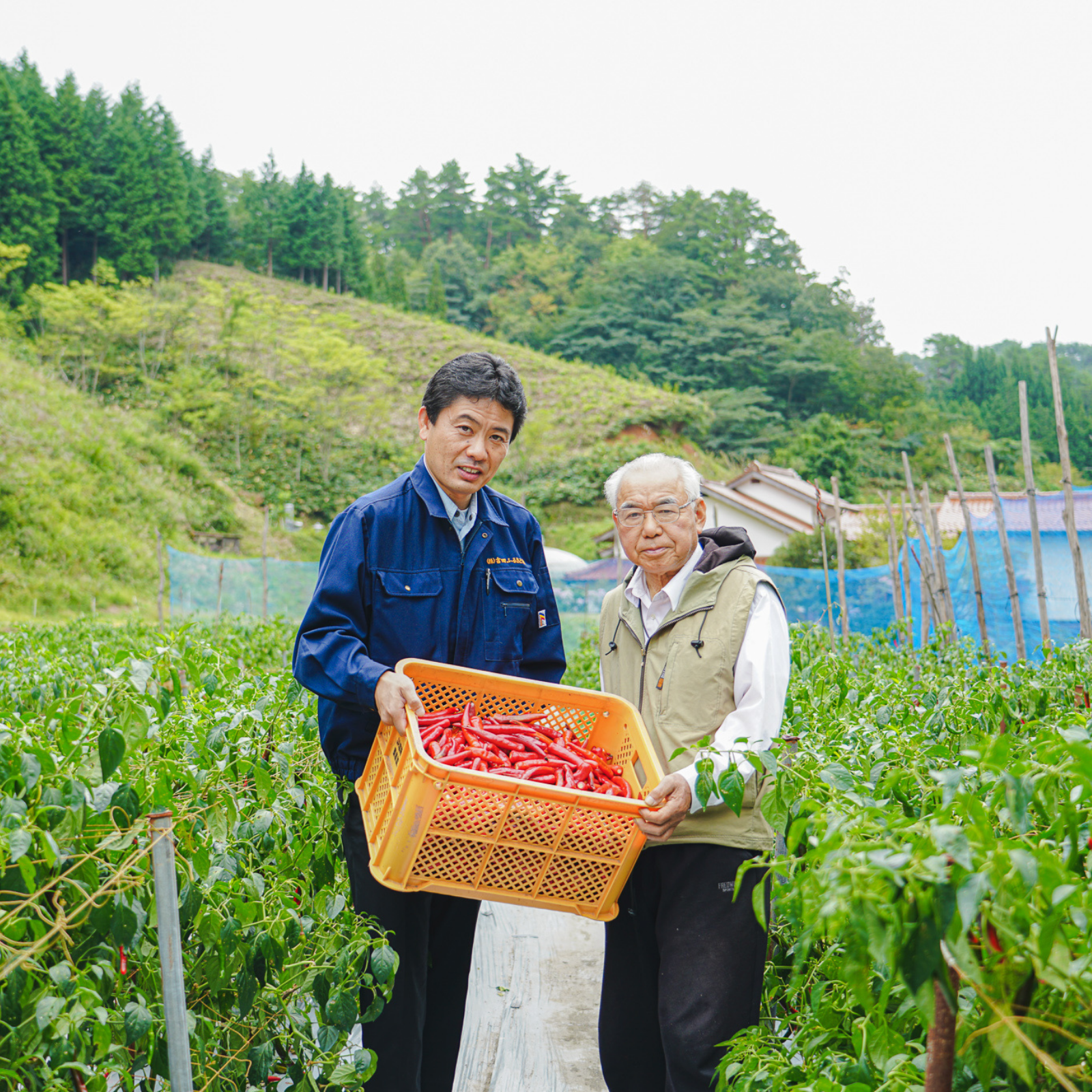 Two farmers holding bucket filled with red pepper