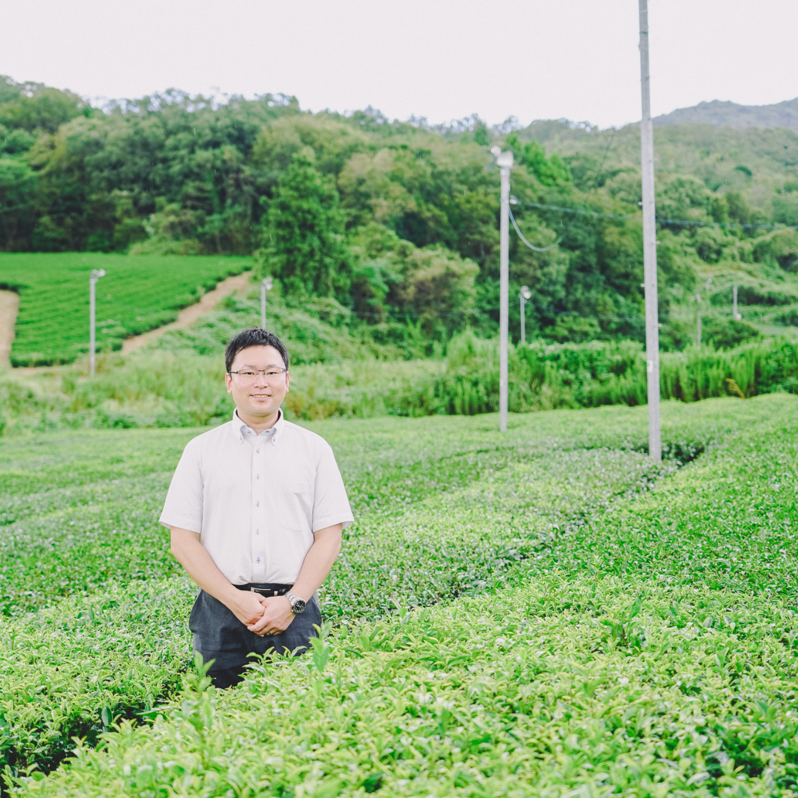 Man standing in the middle of green tea fields