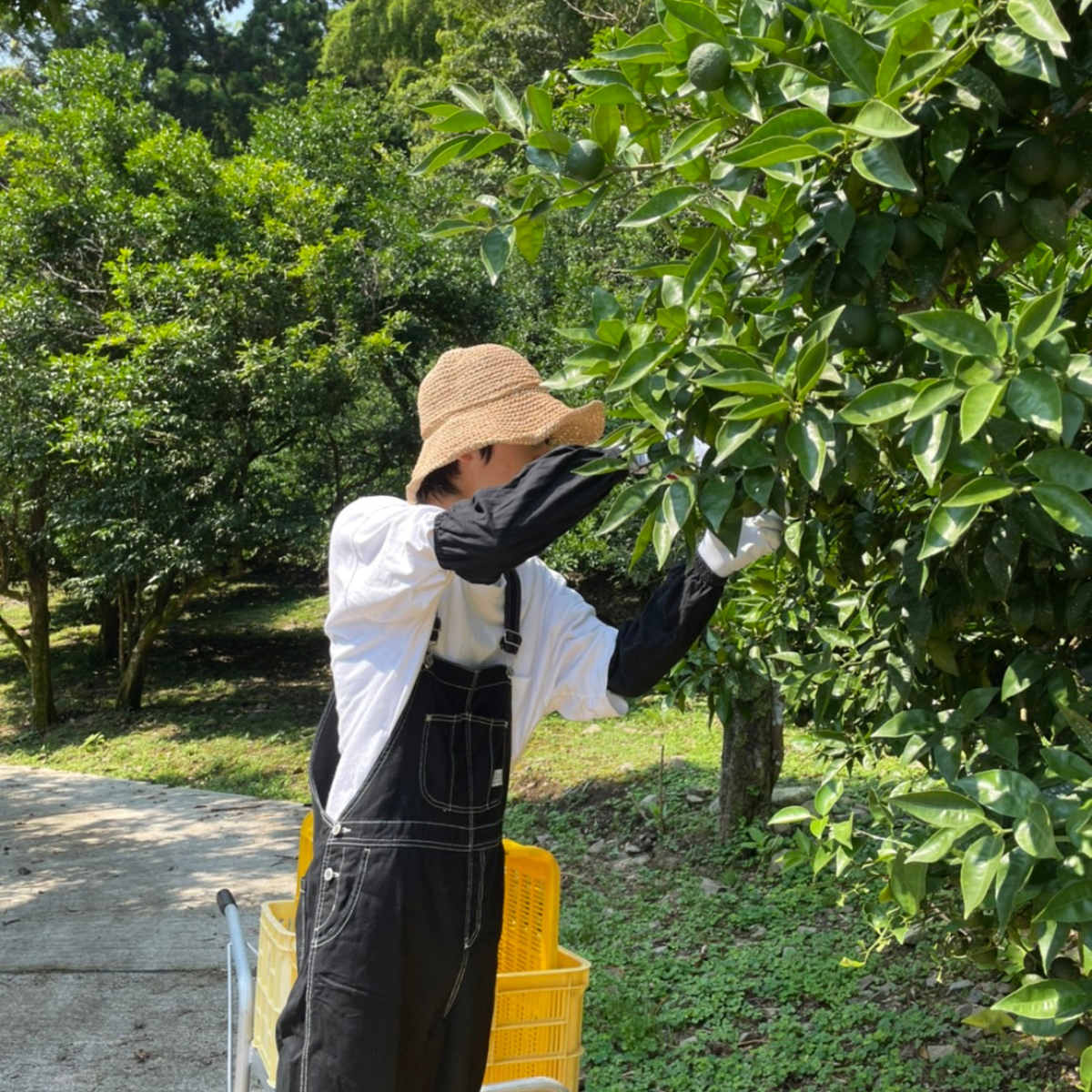 A man picking up a sudachi citrus from trees