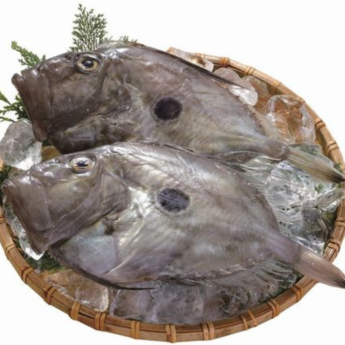Two John Dory fishes