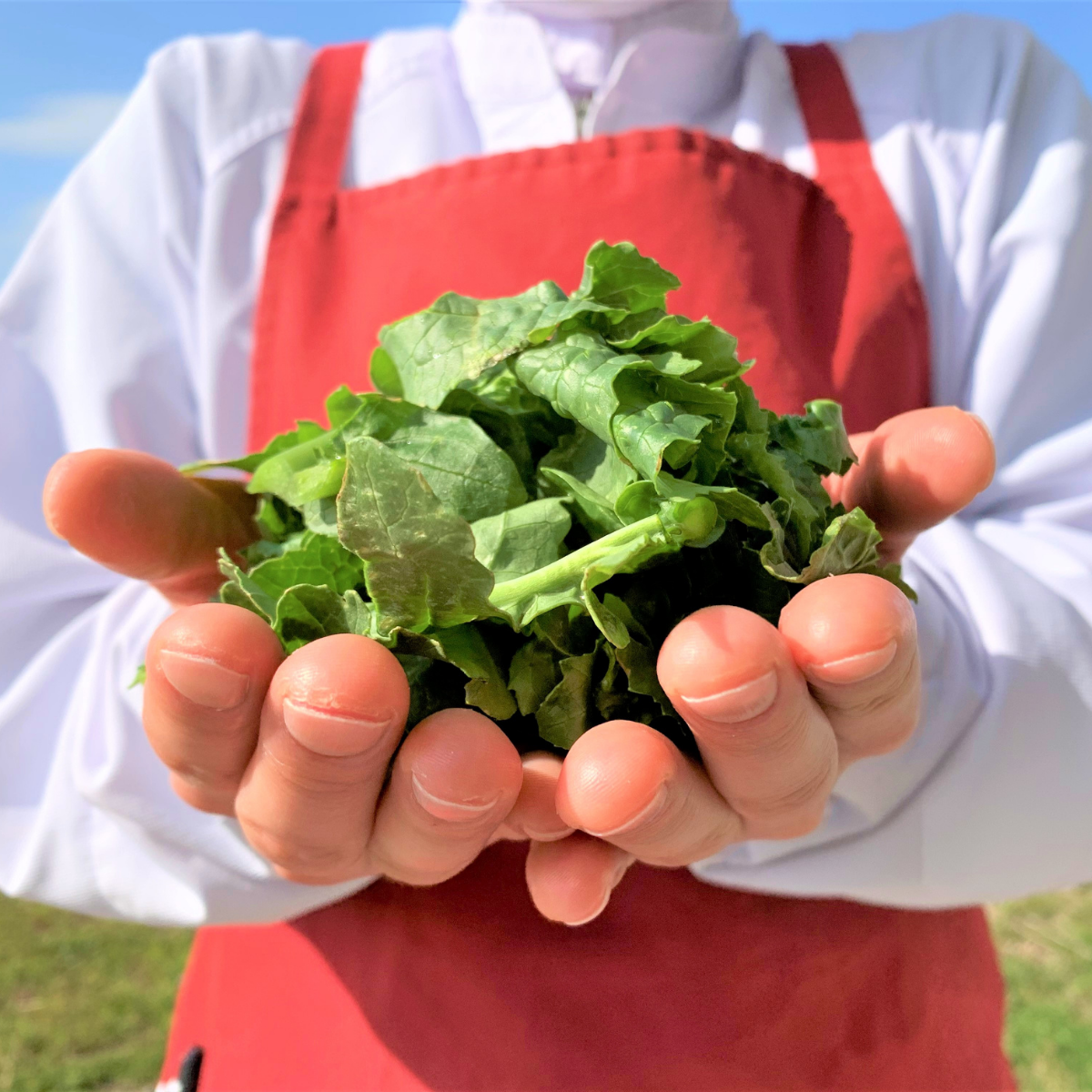 Man holding vegetable greens with both hands