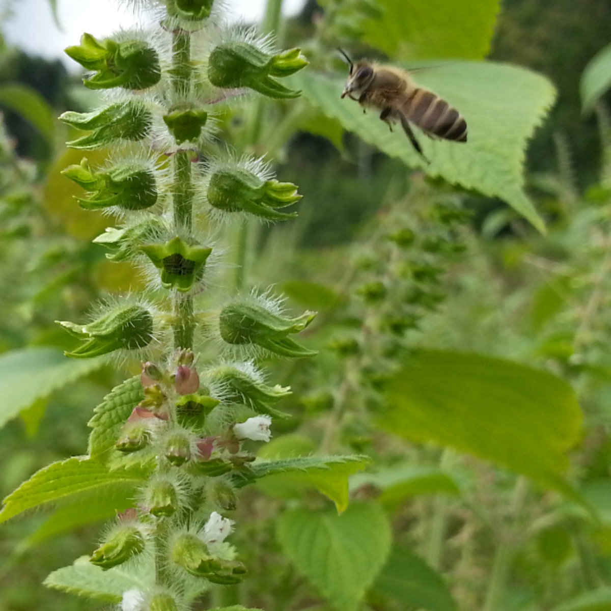 A bee are landing on egoma plants