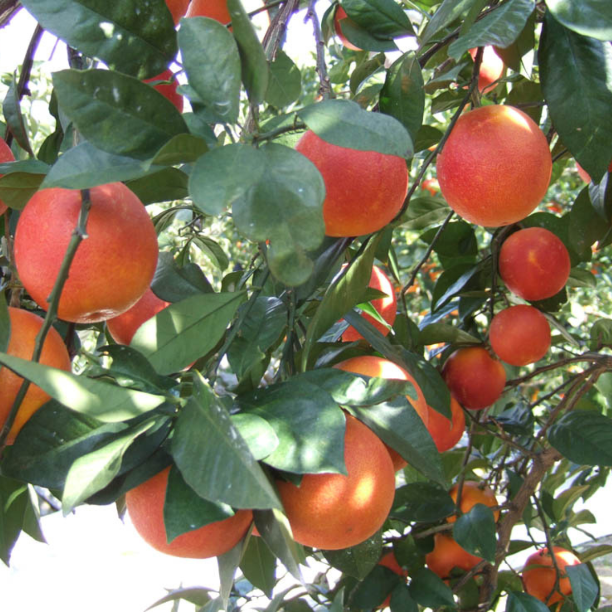 Lots of blood orange fruits hanging from trees