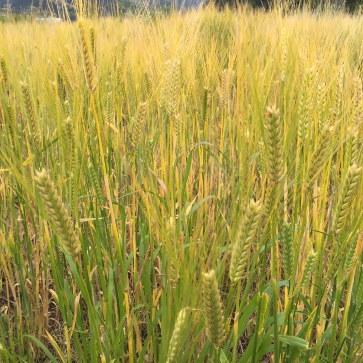 Barley fields