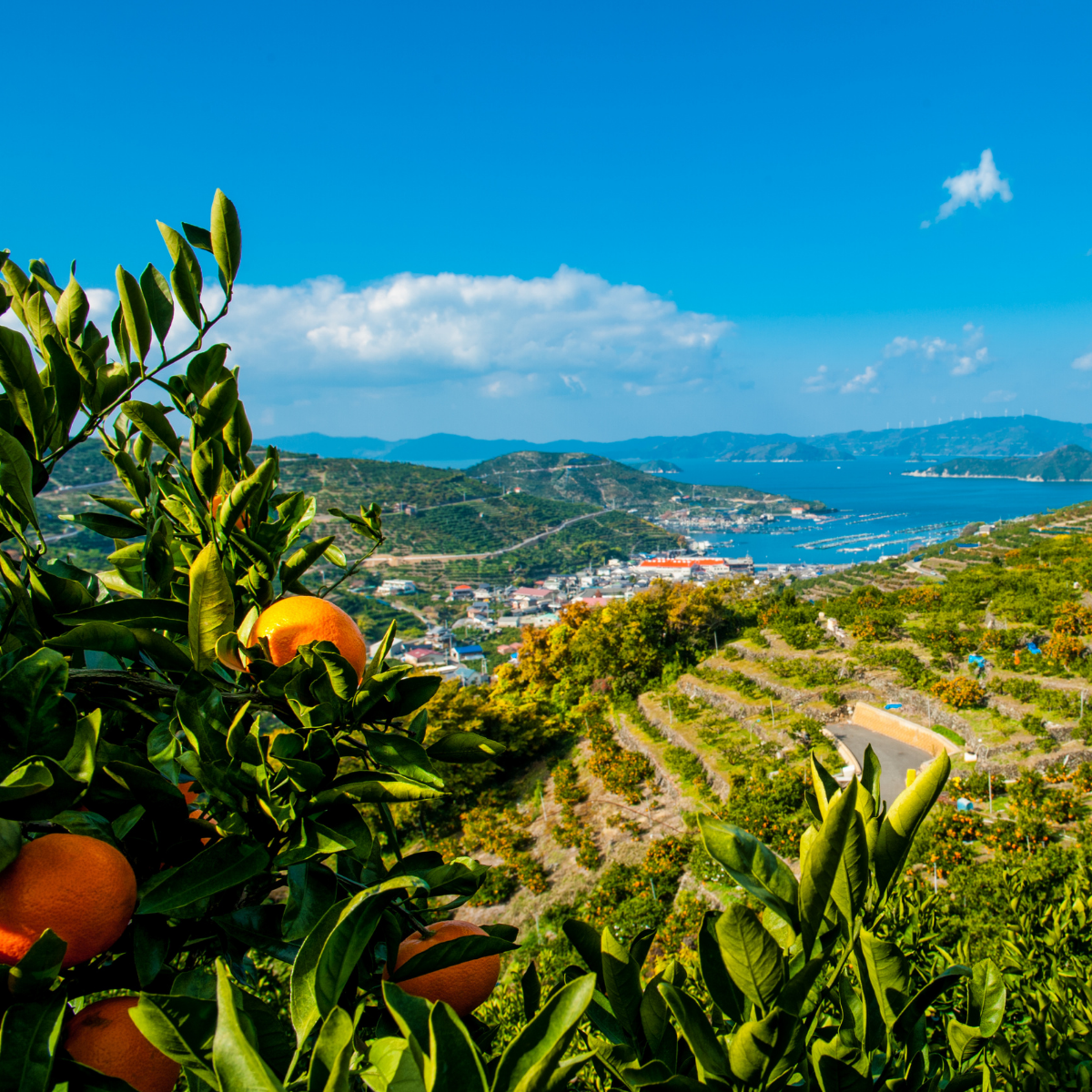 Wide view from mountain to ocean