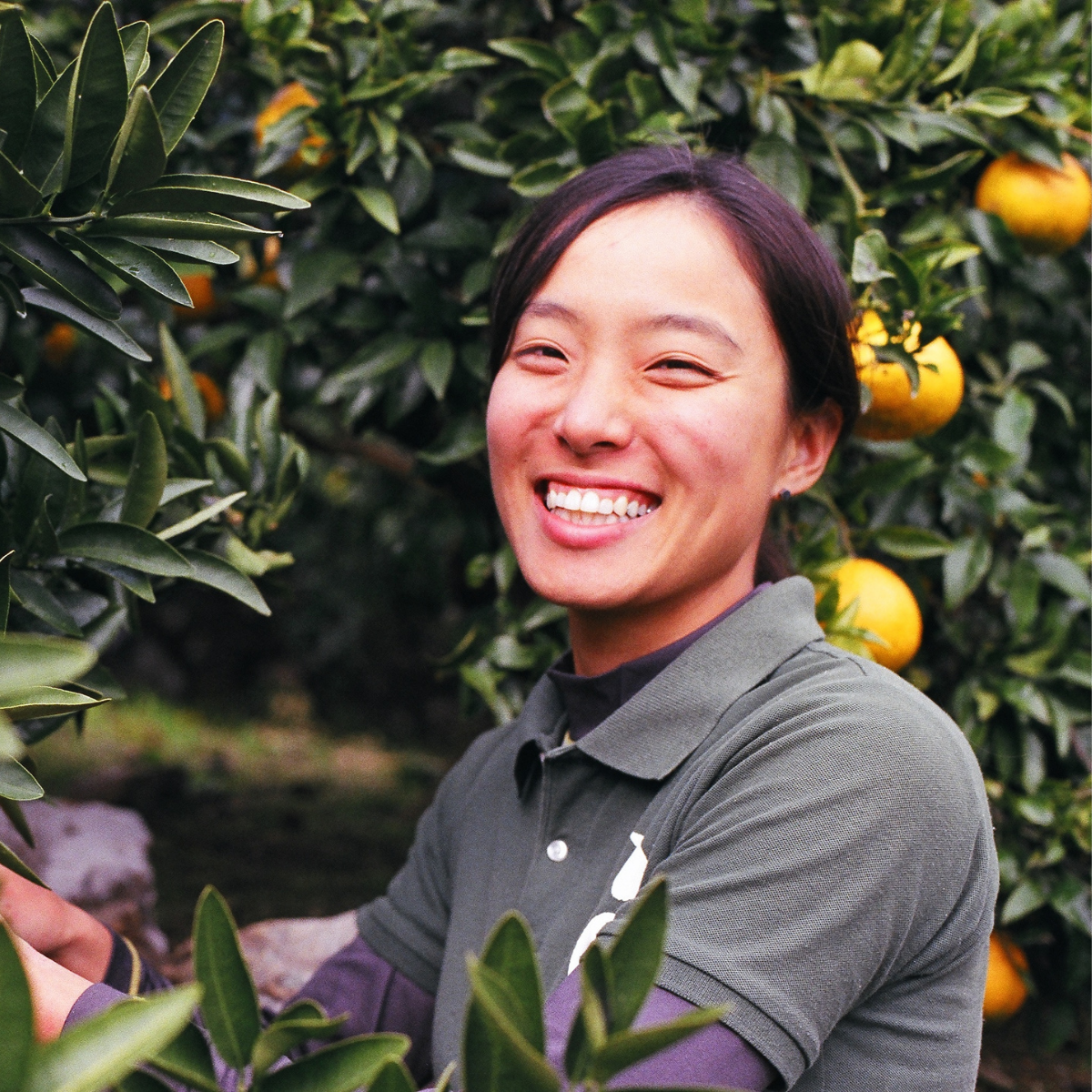 Women picking a orange fruit from tree