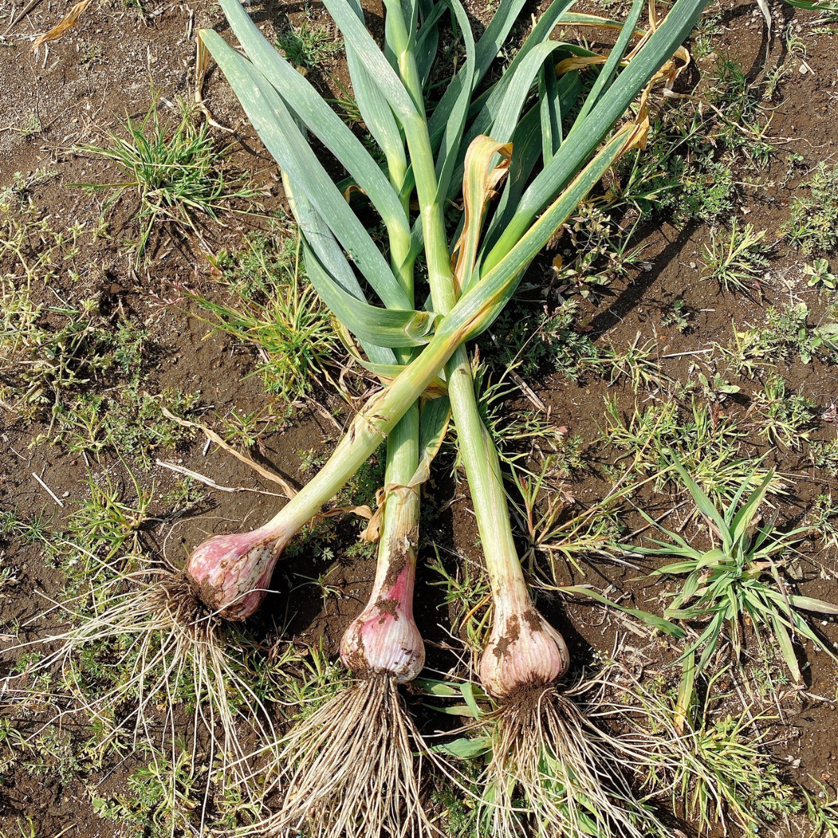 Three garlic plants placed on field
