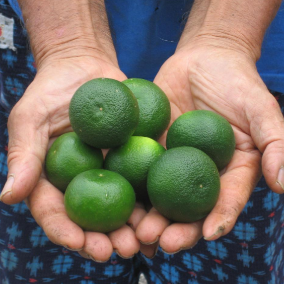 Seven green-colored citrus fruits