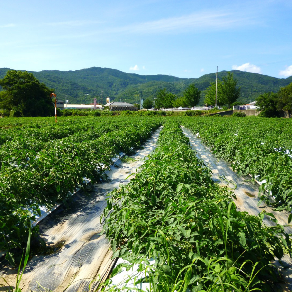 Organic farm surrounded by mountains