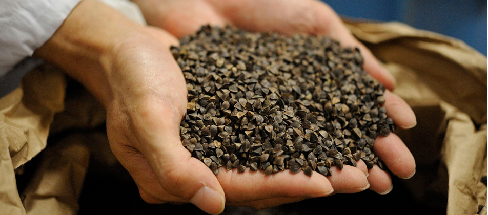 man holding buckwheat