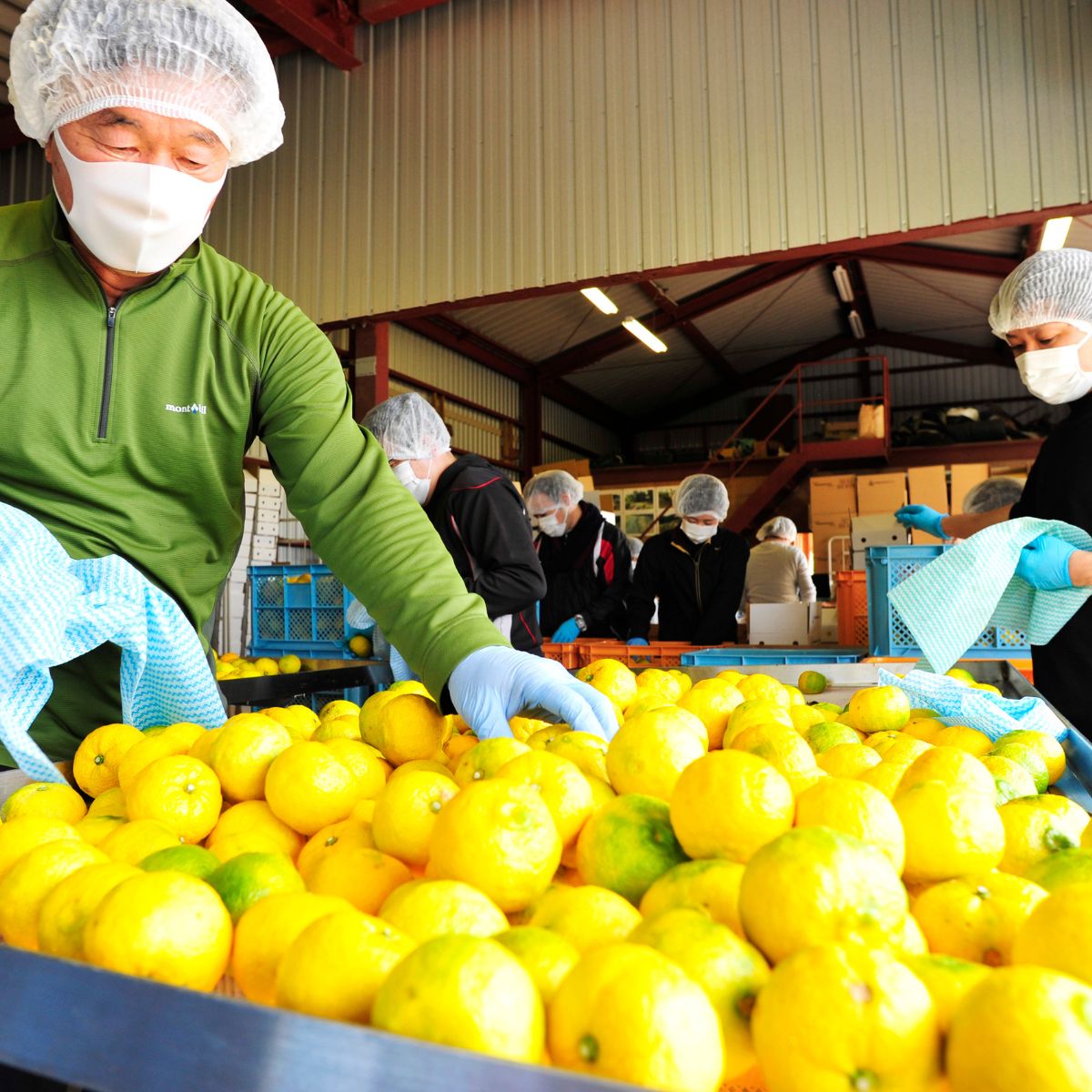 Man cleaning up surface of yuzu fruit