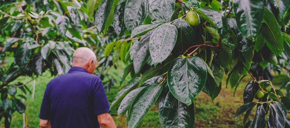 man walking under persimmon trees