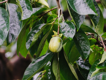 young persimmon fruit