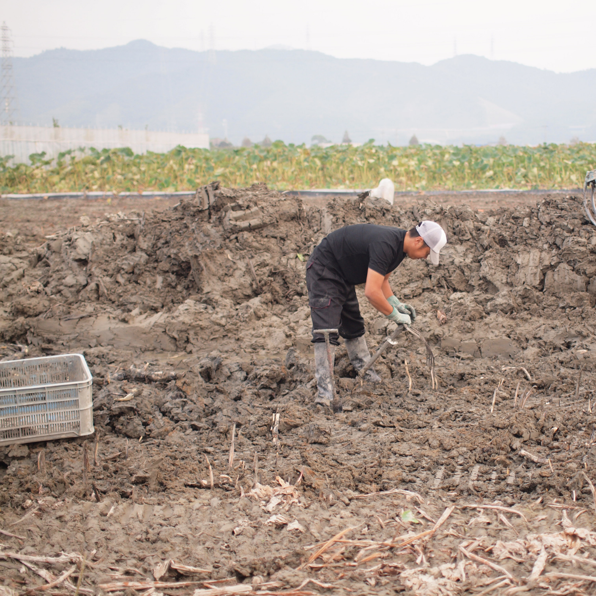 Man picking up lotus root in field