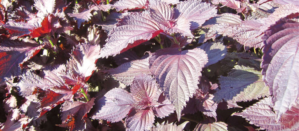 shiso leaves