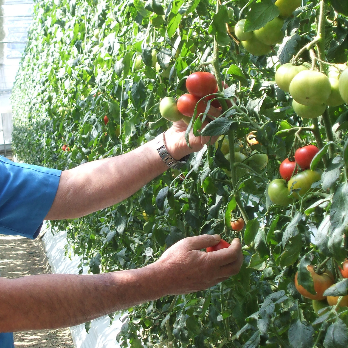 A farmer picking up a tomato