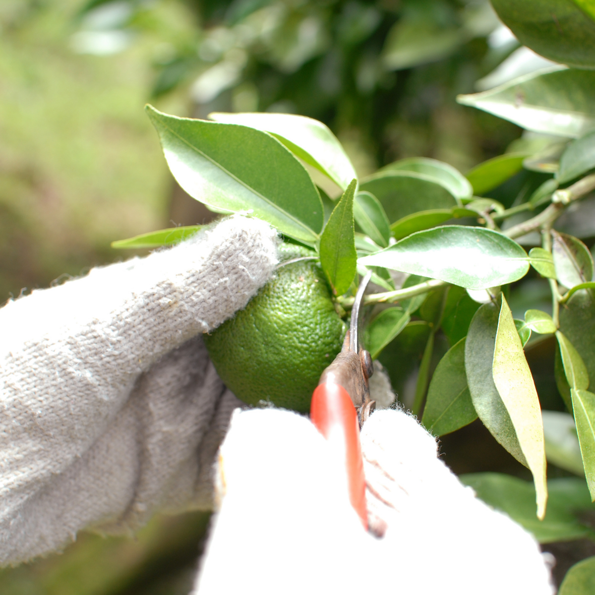 A man cutting off a yuzu fruit from tree with scissors