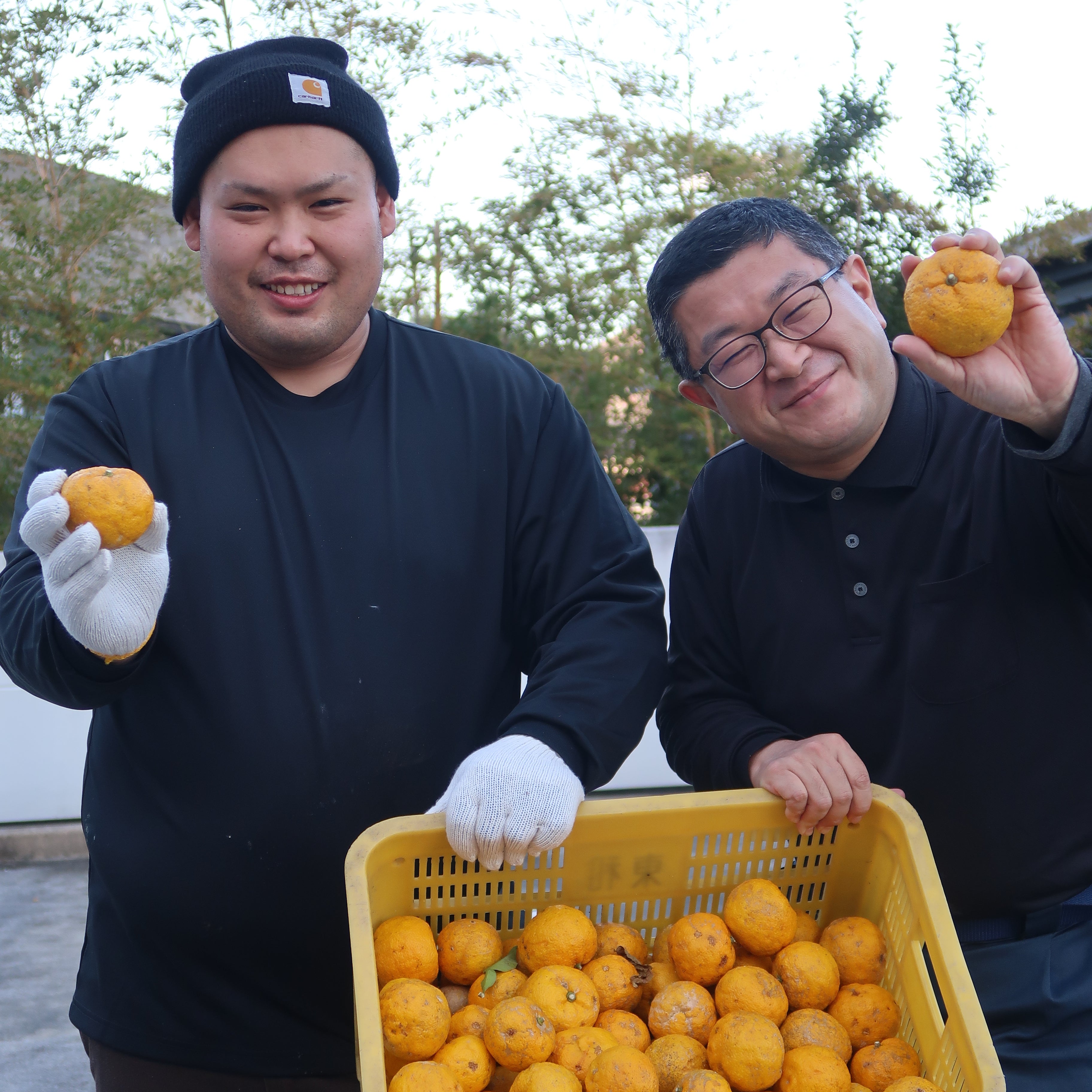 Two farmers grabbing yuzu citrus