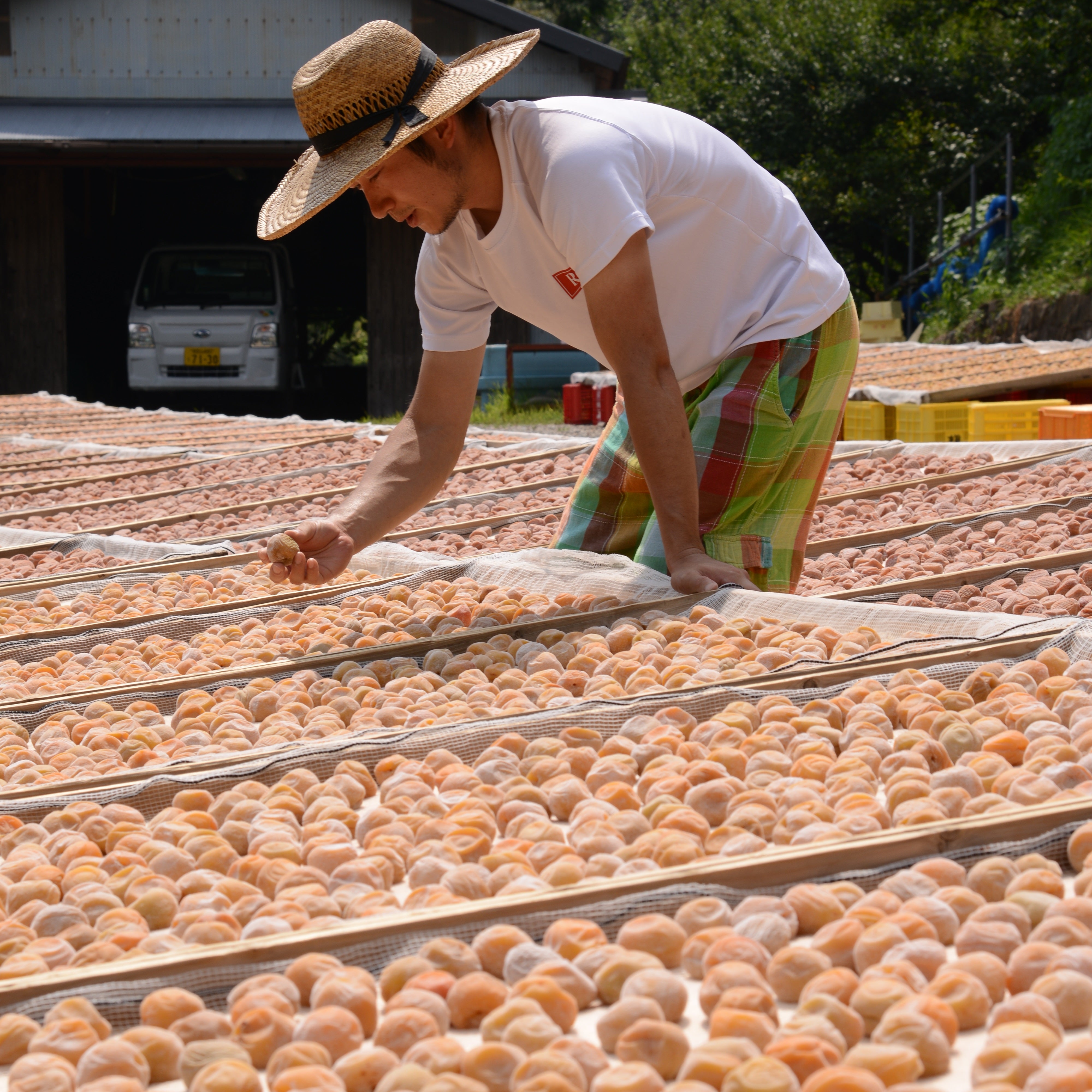 Man gazing at sun-dried ume plums