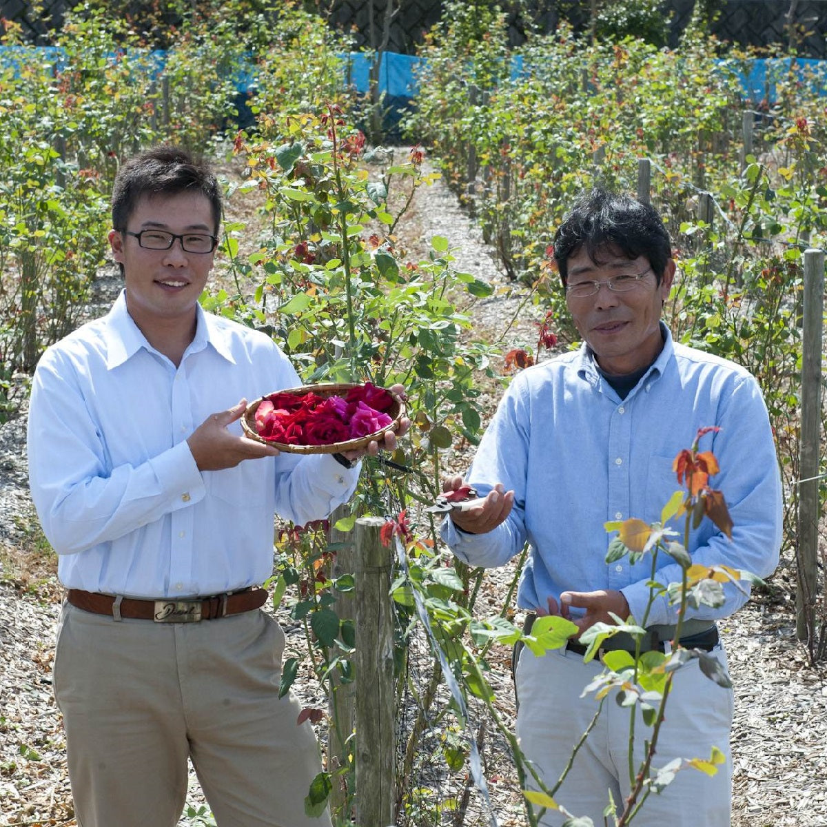 Two farmers standing in the middle of rose garden