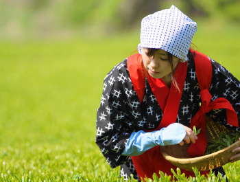 women picking tea leaves