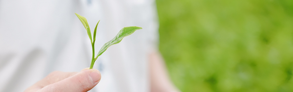 man holding tea leaves