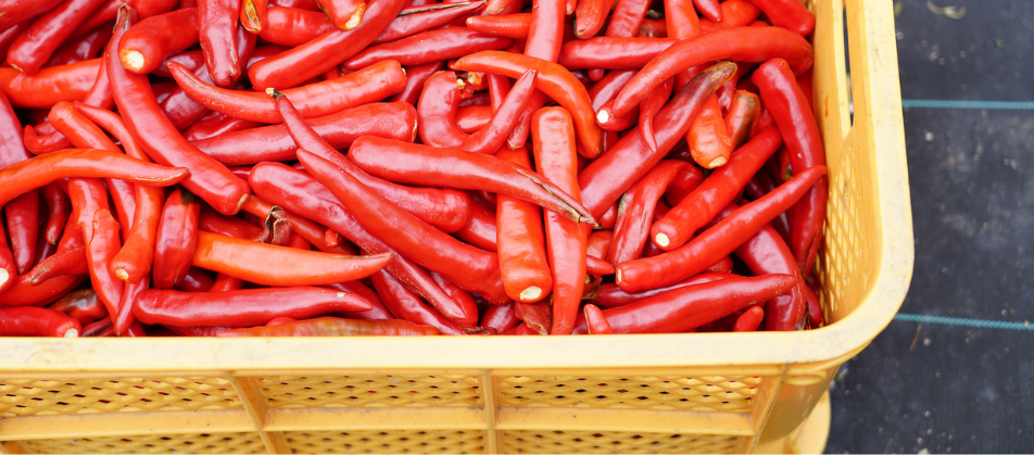 hot peppers in bucket