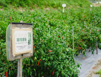 signboard in red pepper farm