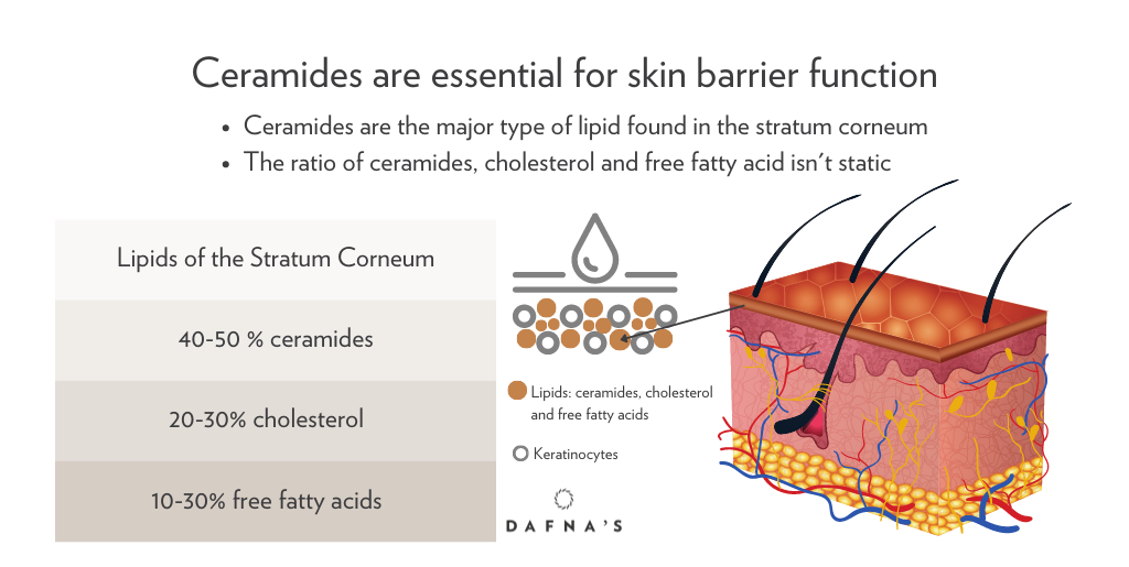 Barrier-protection-skin-ceramides-dafnaskincare