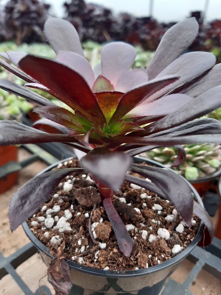 Aeonium 'Poldark' – Penberth Plants