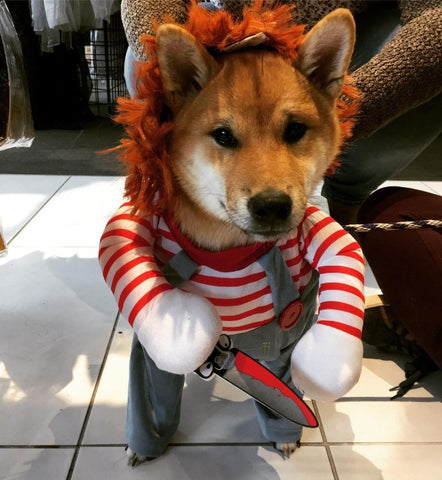 a shiba frightening a being spooky for halloween
