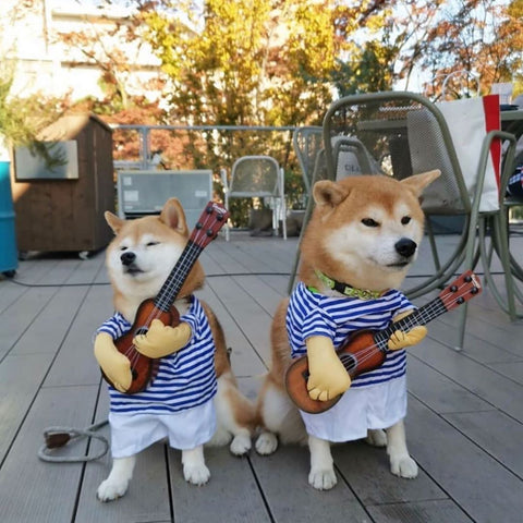 two shibas wearing costumes and sat next to each other