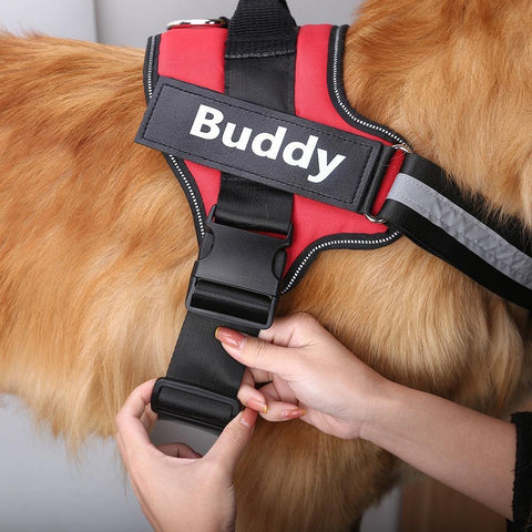 dog wearing a shiba inu personalized harness