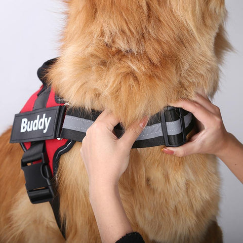 dog having harness fitted