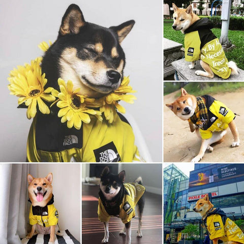 selection of photos of dogs in a shiba jacket