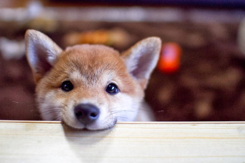 Fat shiba inu plush pillow looking happy but deep down a dog that is bitter and enraged