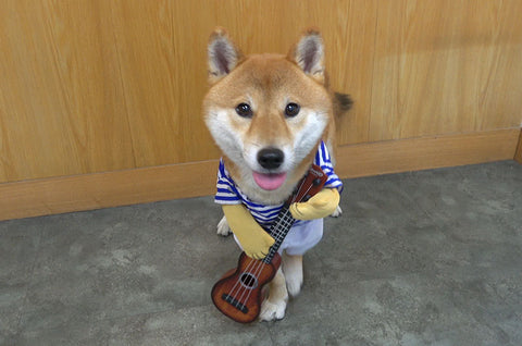 Shiba sitting wearing guitar playing costume