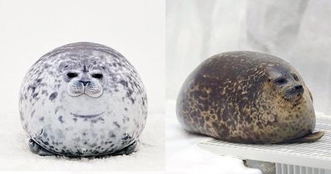 One real seal next to a stuffed seal toy