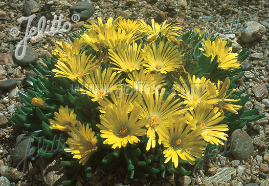 Delosperma Congestum Golden Nugget Ice Plant Wild Bloom Nursery