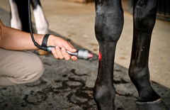 America Cryo Product being used on horses leg